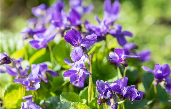 Viola odorata 'Königin Charlotte'