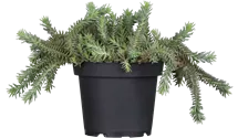 Nickendes Garten-Fettblatt 'Blue Spruce'