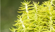 Nickendes Garten-Fettblatt 'Blue Spruce'