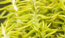 Nickendes Garten-Fettblatt 'Blue Spruce'