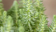 Nickendes Garten-Fettblatt 'Blue Spruce'