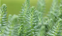 Nickendes Garten-Fettblatt 'Blue Spruce'