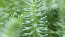 Nickendes Garten-Fettblatt 'Blue Spruce'