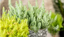 Nickendes Garten-Fettblatt 'Blue Spruce'
