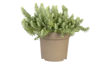 Nickendes Garten-Fettblatt 'Blue Spruce'