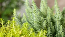 Nickendes Garten-Fettblatt 'Blue Spruce'