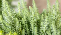 Nickendes Garten-Fettblatt 'Blue Spruce'