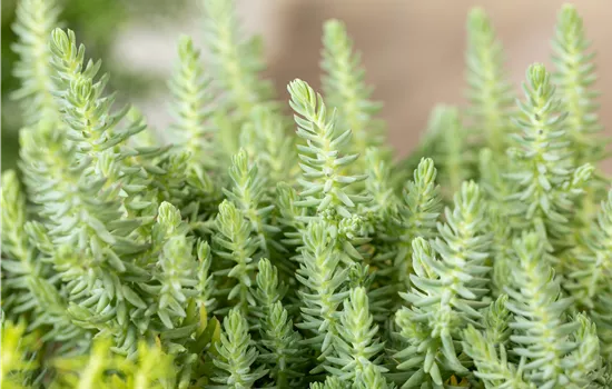 Sedum reflexum