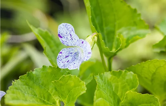 Viola sororia 'Freckles'
