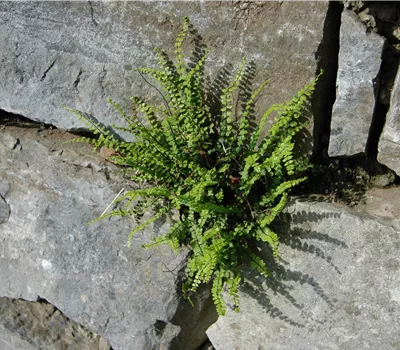 Asplenium trichomanes Asplenium trichomanes