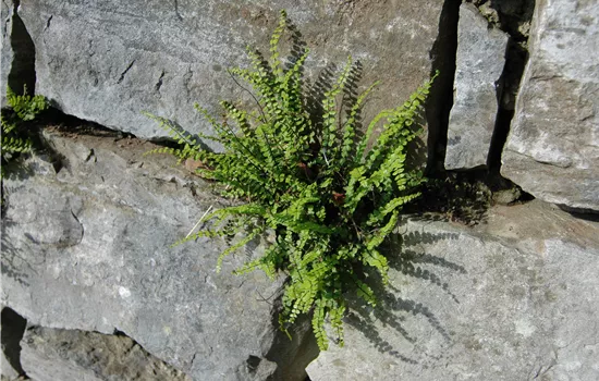 Asplenium trichomanes Asplenium trichomanes