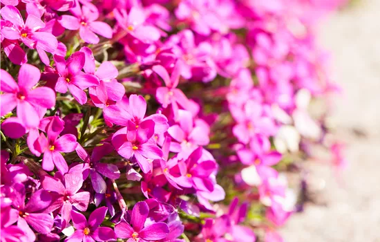 Phlox douglasii 'Crackerjack' Phlox douglasii 'Crackerjack'
