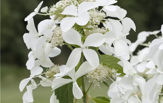 Hydrangea paniculata 'Kyushu' 