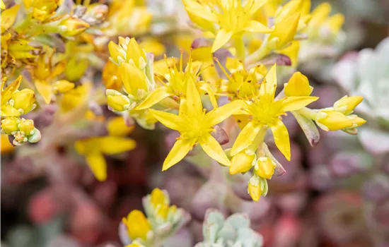 Sedum spathulifolium 'Purpureum' Sedum spathulifolium 'Purpureum'