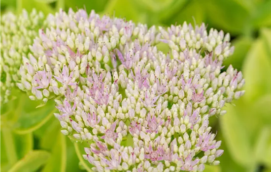 Sedum spectabile 'Brillant'