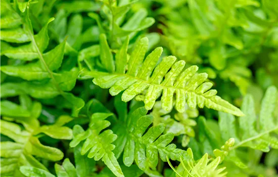 Polypodium vulgare Polypodium vulgare