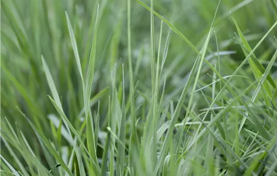 Briza media Briza media