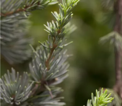 Cedrus libani 'Glauca' Cedrus libani 'Glauca'