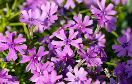 Phlox subulata 'Purple Beauty' Phlox subulata 'Purple Beauty'