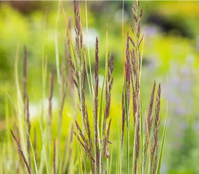Calamagrostis acutiflora 'Overdam' Calamagrostis acutiflora 'Overdam'