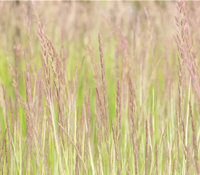 Calamagrostis acutiflora 'Overdam'