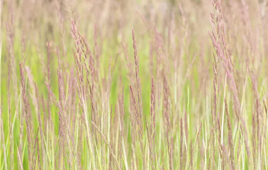Calamagrostis acutiflora 'Overdam'