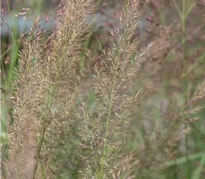 Calamagrostis brachytricha Calamagrostis brachytricha