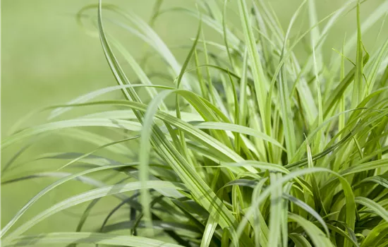 Carex caryophyllea 'The Beatles' Carex caryophyllea 'The Beatles'