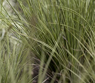 Carex brunnea 'Verde' Carex brunnea 'Verde'