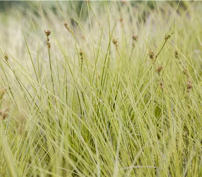 Carex brunnea 'Jenneke' Carex brunnea 'Jenneke'