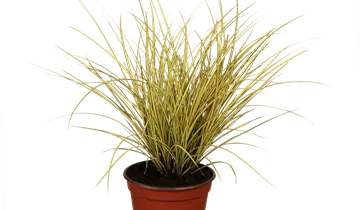 Carex brunnea 'Variegata'
