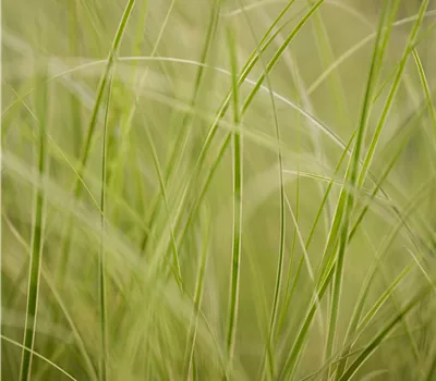 Carex brunnea 'Variegata' Carex brunnea 'Variegata'