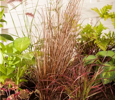 Carex buchananii 'Red Rooster' Carex buchananii 'Red Rooster'