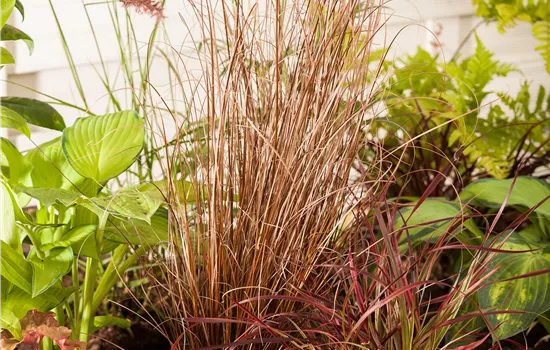 Carex buchananii 'Red Rooster' Carex buchananii 'Red Rooster'