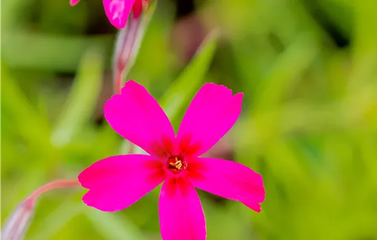Phlox subulata 'Scarlet Flame'