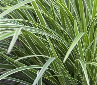 Carex morrowii 'Ice Dancer' Carex morrowii 'Ice Dancer'