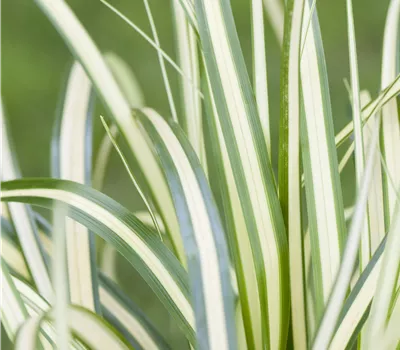 Carex oshimensis 'Evergold' Carex oshimensis 'Evergold'