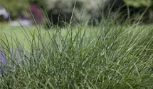 Waldschmiele