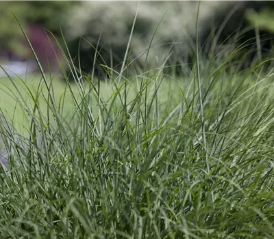 Deschampsia cespitosa