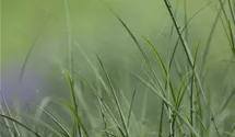 Waldschmiele