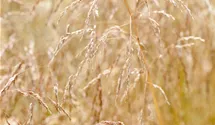 Waldschmiele