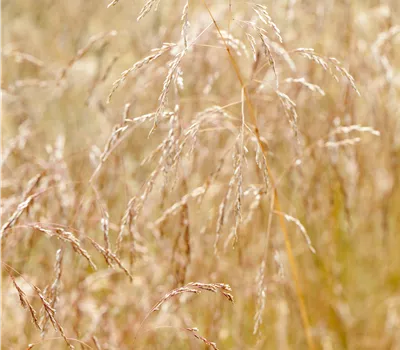 Deschampsia cespitosa 'Goldschleier'