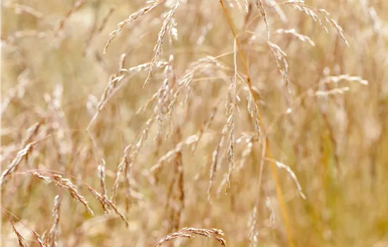 Deschampsia cespitosa 'Goldschleier'