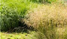 Waldschmiele