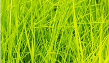 Waldschmiele 'Goldschleier'