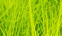Waldschmiele 'Goldschleier'