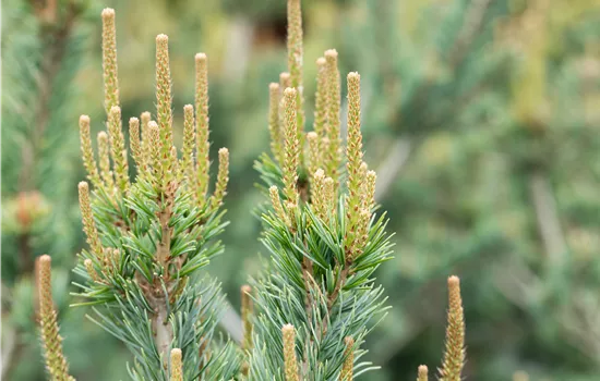 Pinus parviflora 'Glauca' Pinus parviflora 'Glauca'