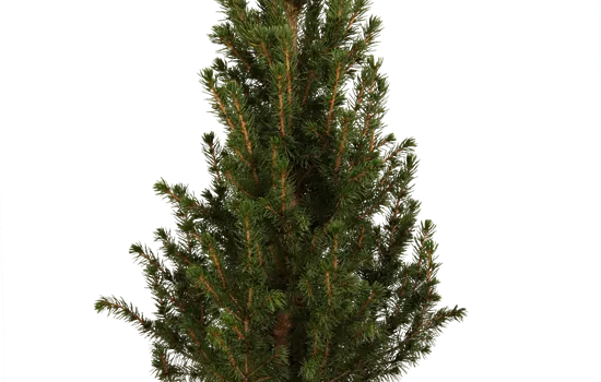 Picea glauca 'Conica' 