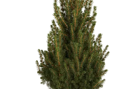 Picea glauca 'Conica'