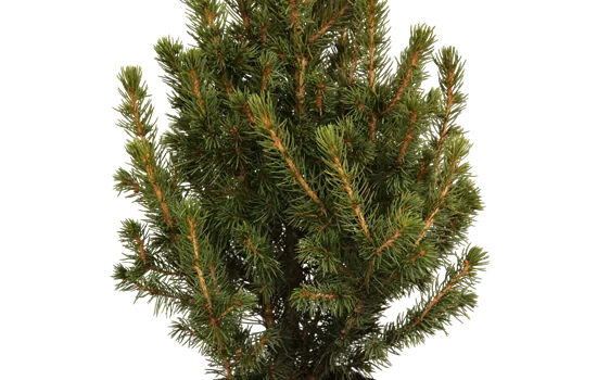 Picea glauca 'Conica'